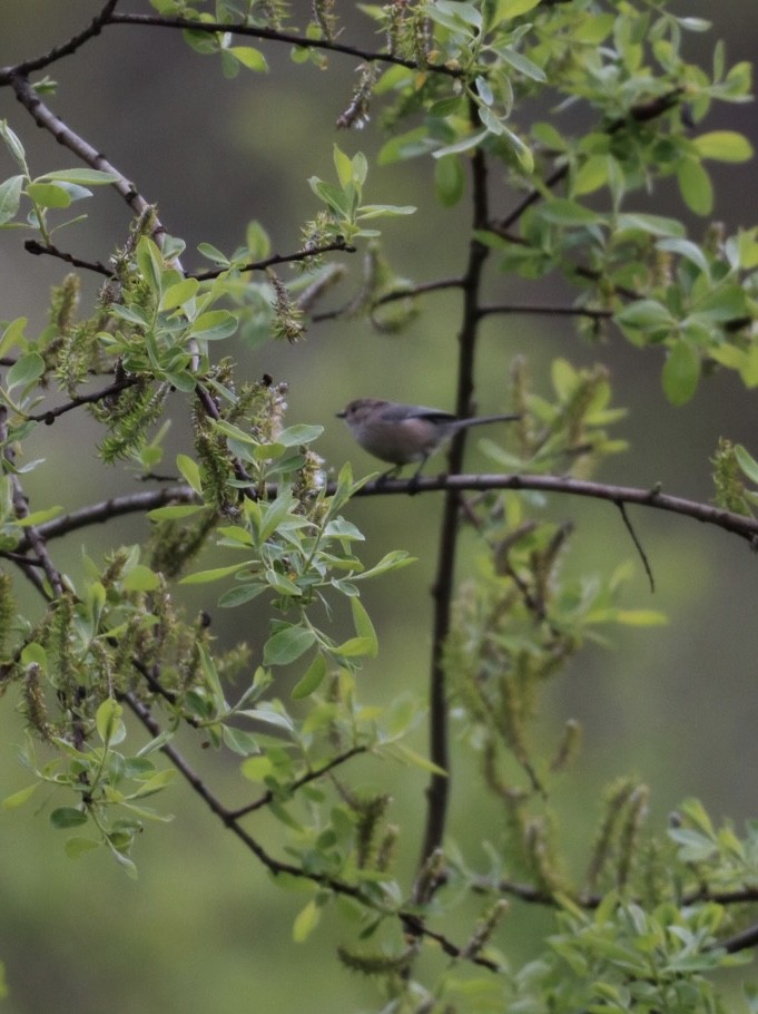 Bushtit - Travis Waleri