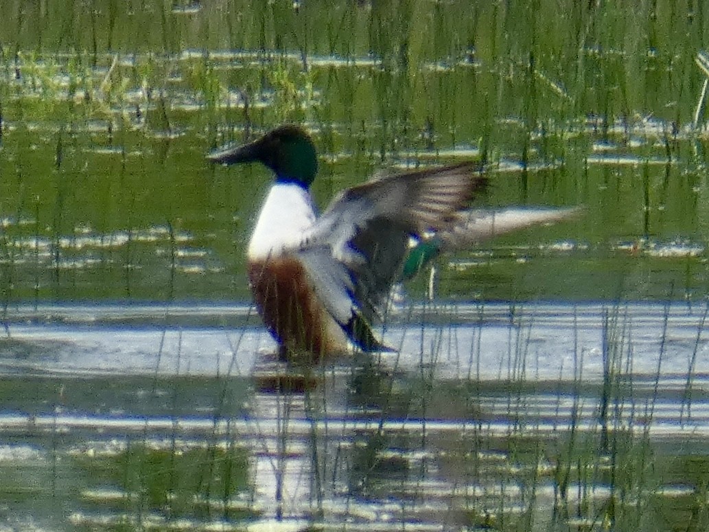 Northern Shoveler - ML617250060