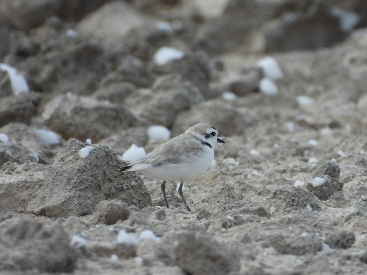 Chorlitejo Nivoso - ML617250071