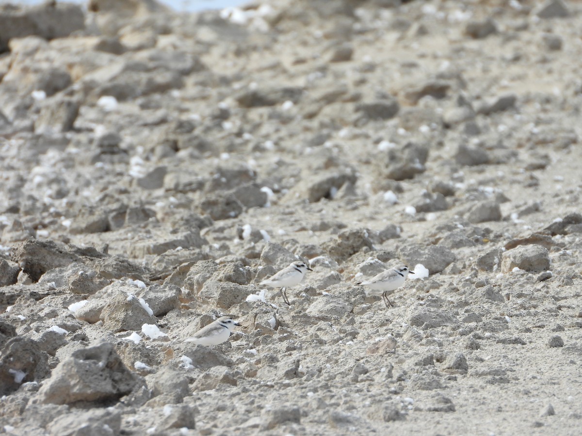 Snowy Plover - ML617250076