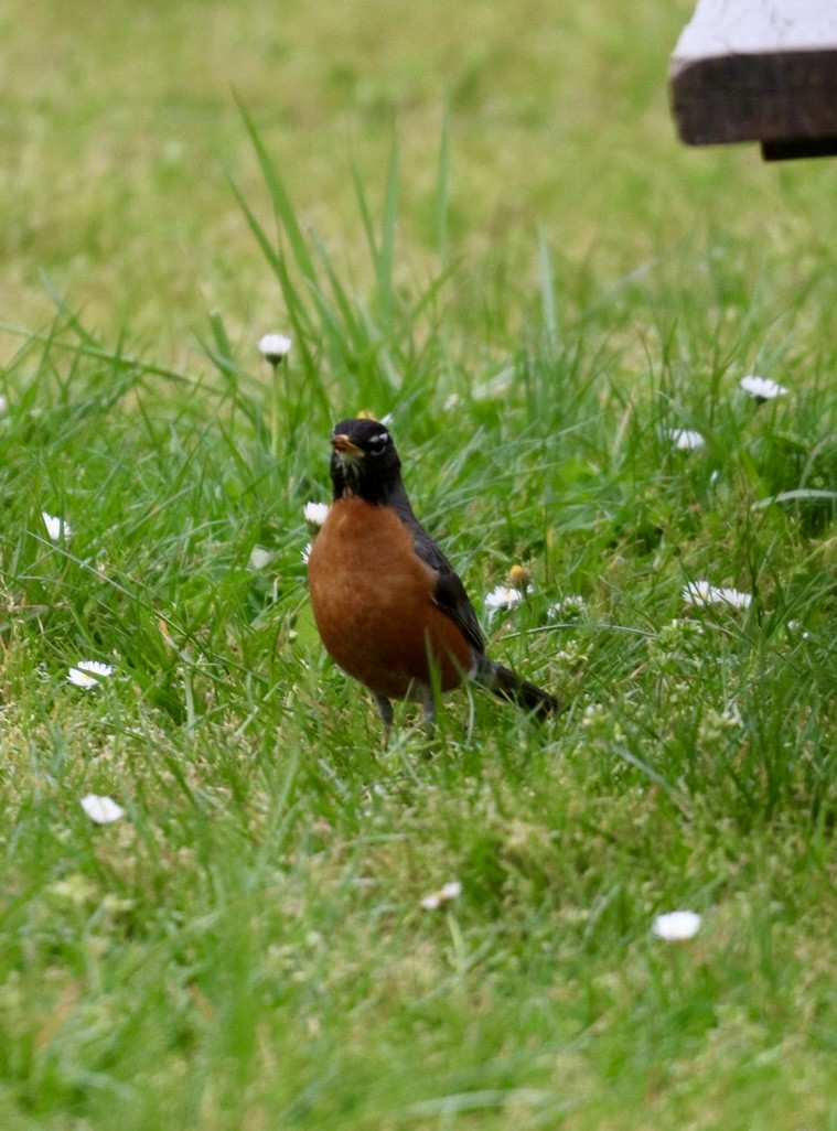 American Robin - ML617250087