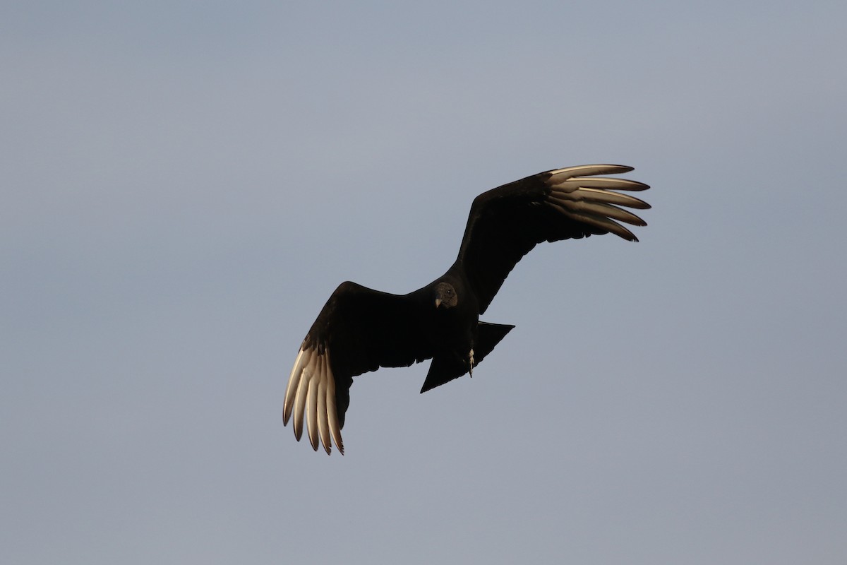 Black Vulture - ML617250101