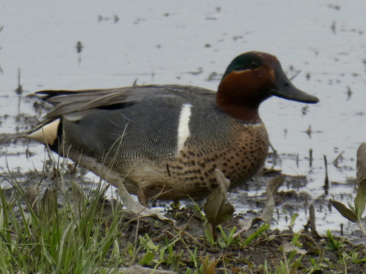 Green-winged Teal - ML617250147