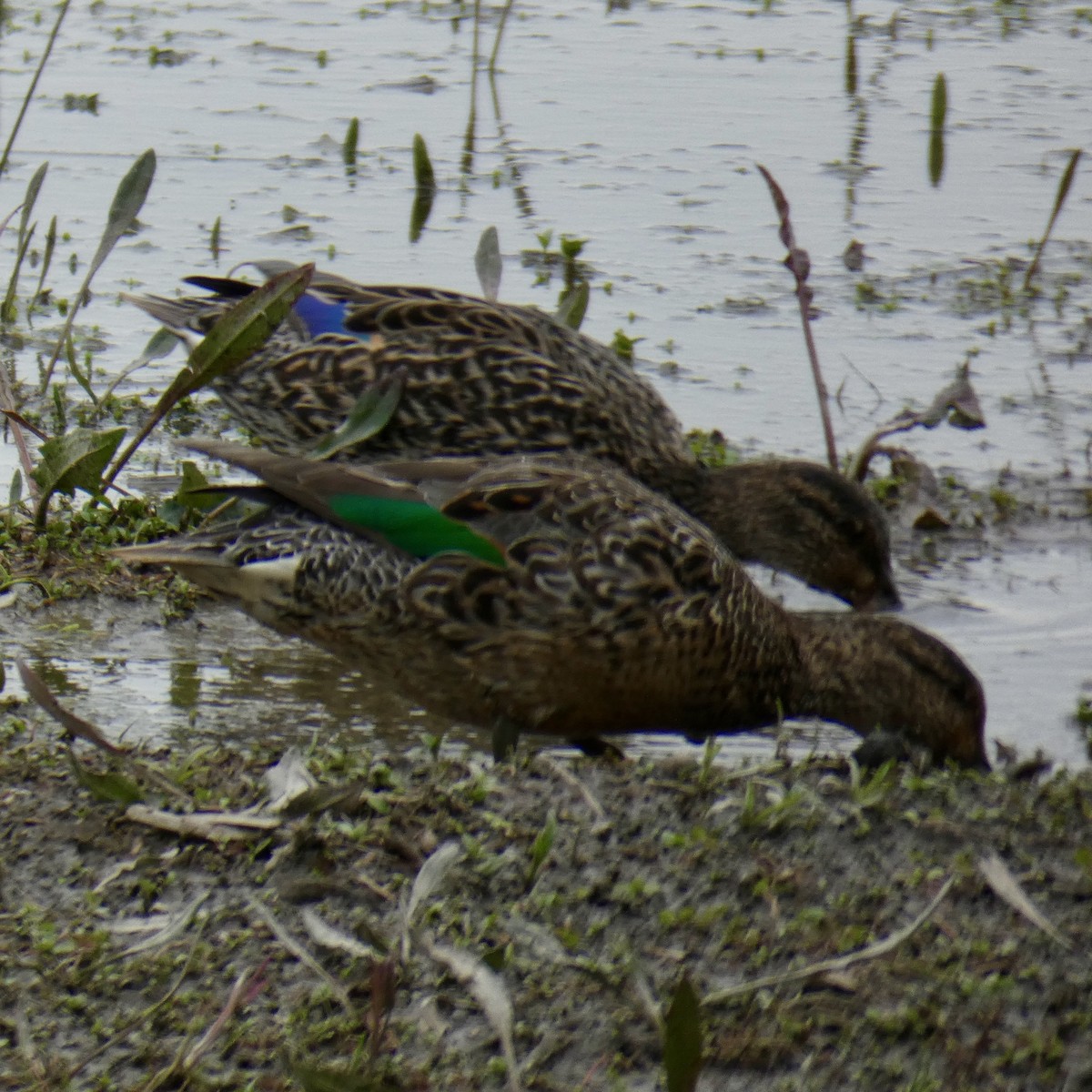 Green-winged Teal - ML617250149