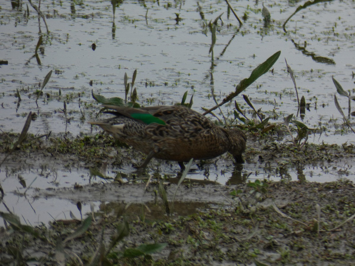 Green-winged Teal - ML617250151