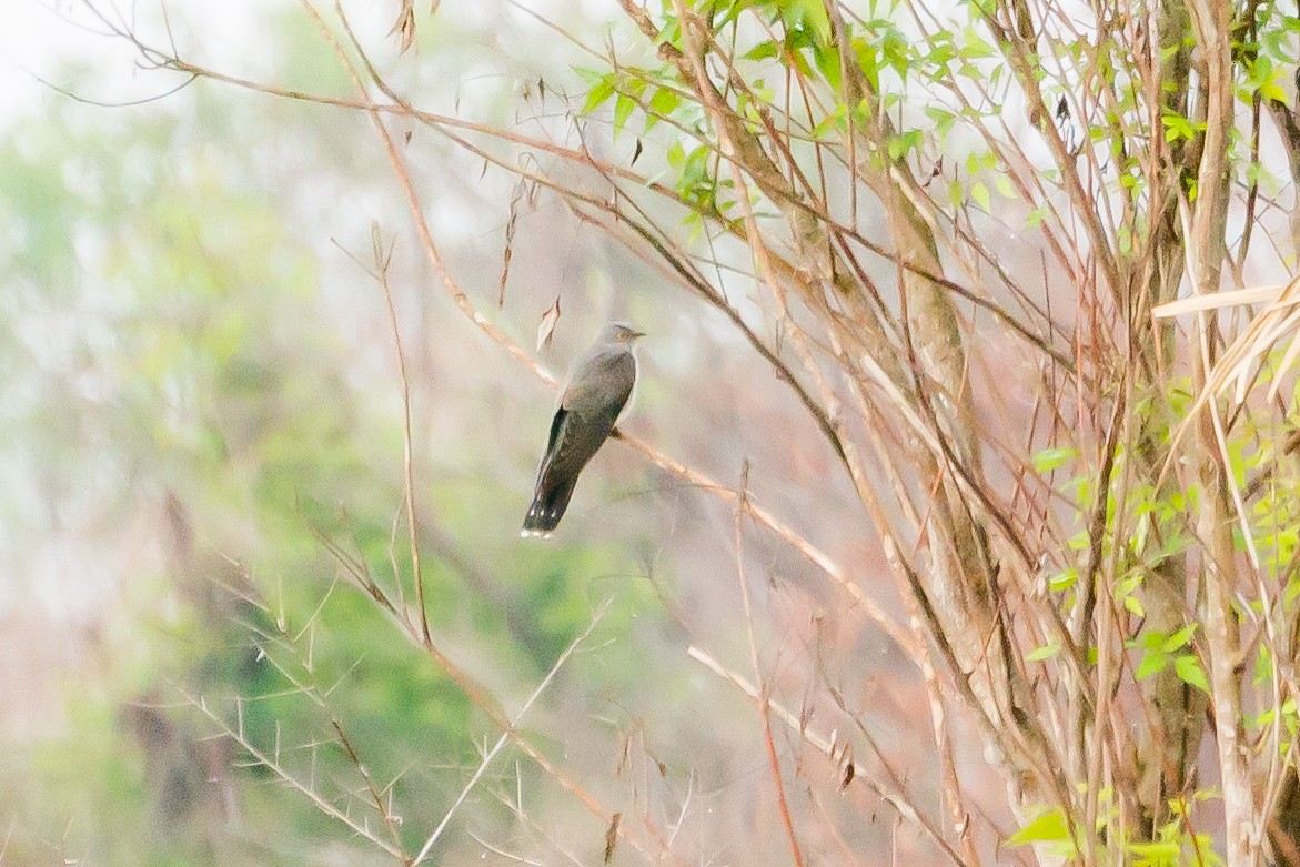 Common Cuckoo - Jeanne Verhulst