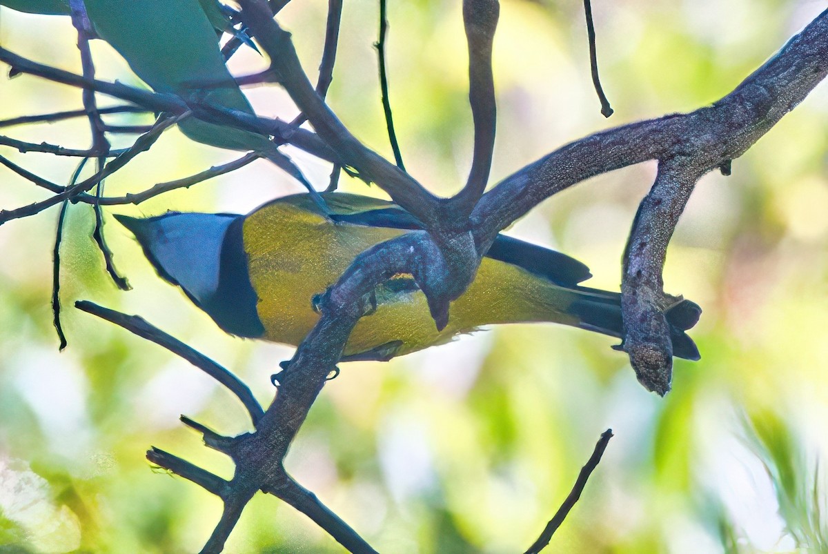 Golden Whistler - ML617250214