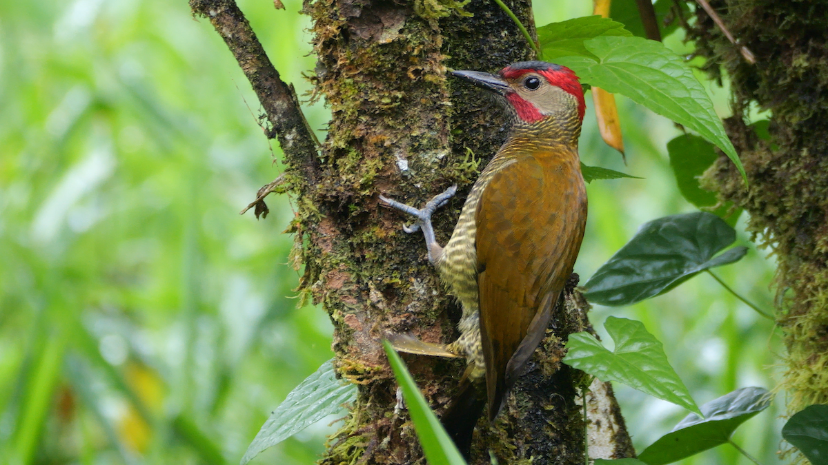 Golden-olive Woodpecker - ML617250223