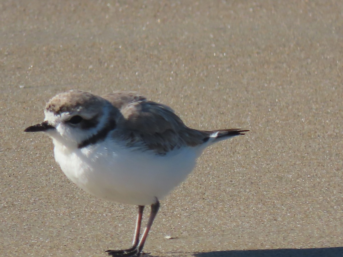 Snowy Plover - John O'Donnell