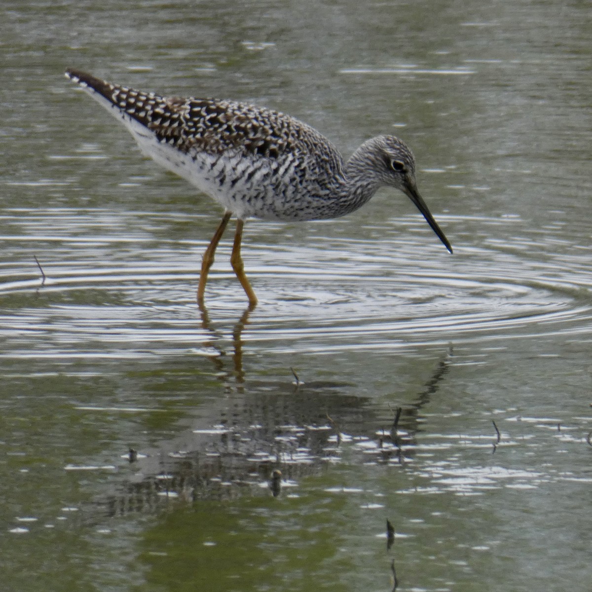 Greater Yellowlegs - ML617250252