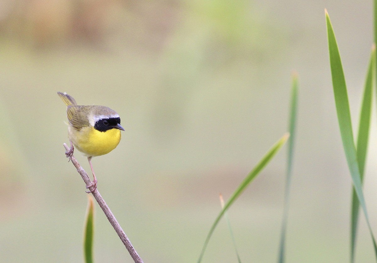 Common Yellowthroat - ML617250288