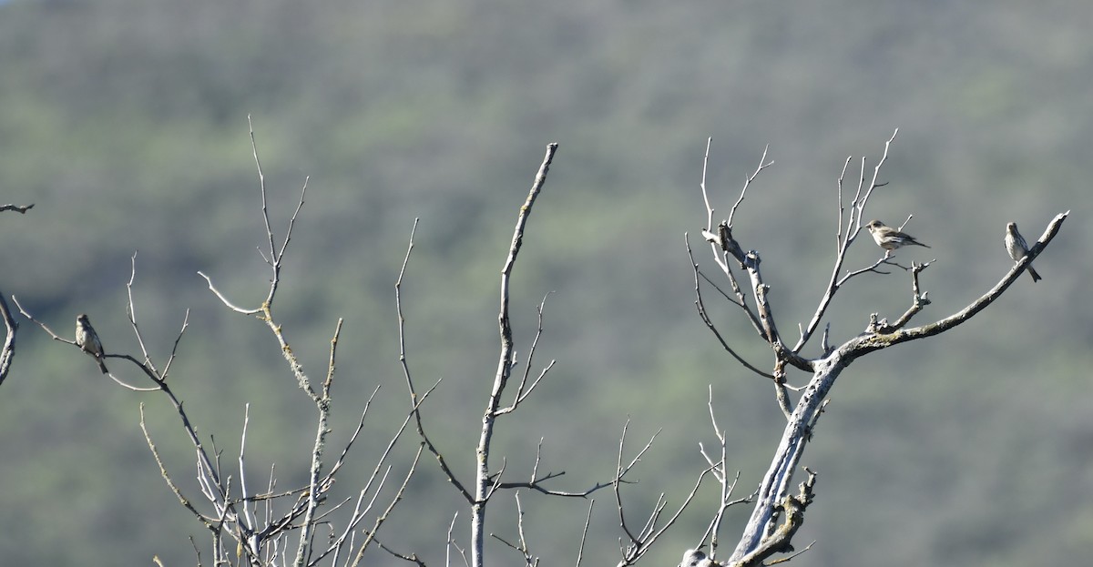 finch sp. - ML617250310