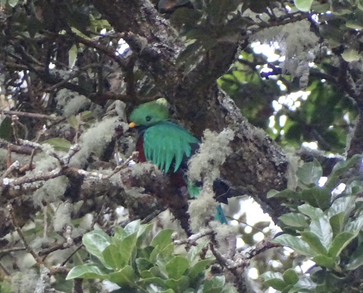 Resplendent Quetzal - ML617250319