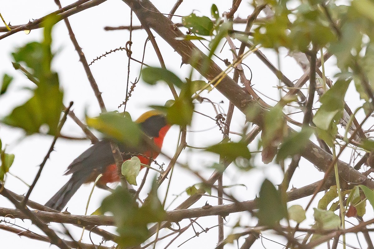 Yellow-crowned Gonolek - Jeanne Verhulst