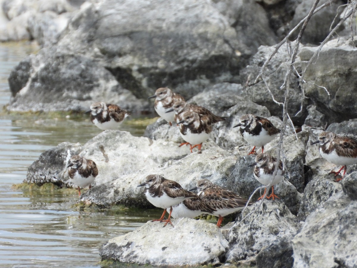 Ruddy Turnstone - ML617250350