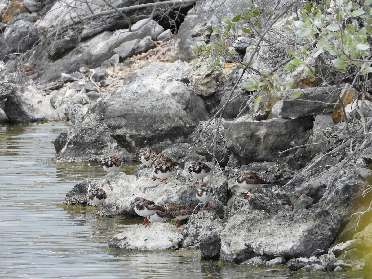Vuelvepiedras Común - ML617250351