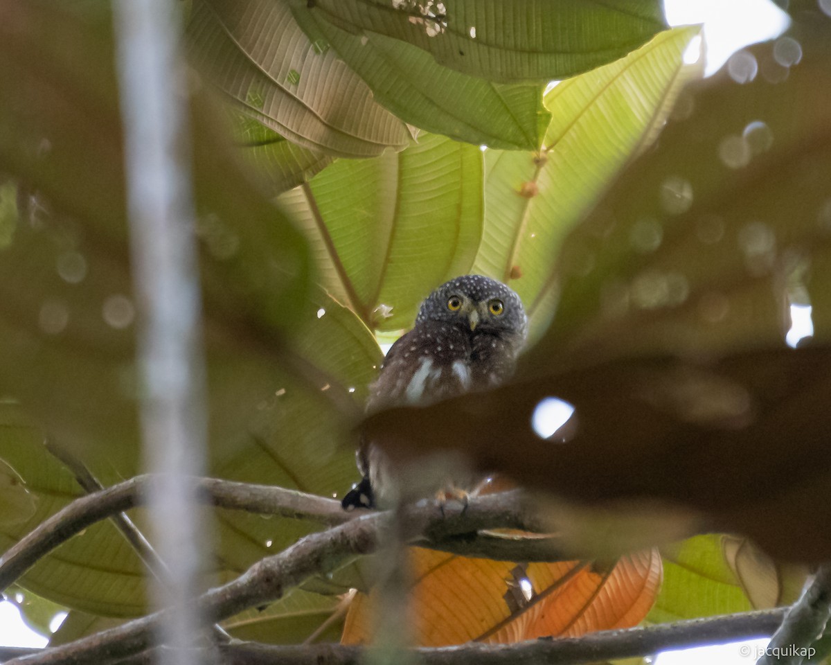 Cloud-forest Pygmy-Owl - Jacqui Kaplan