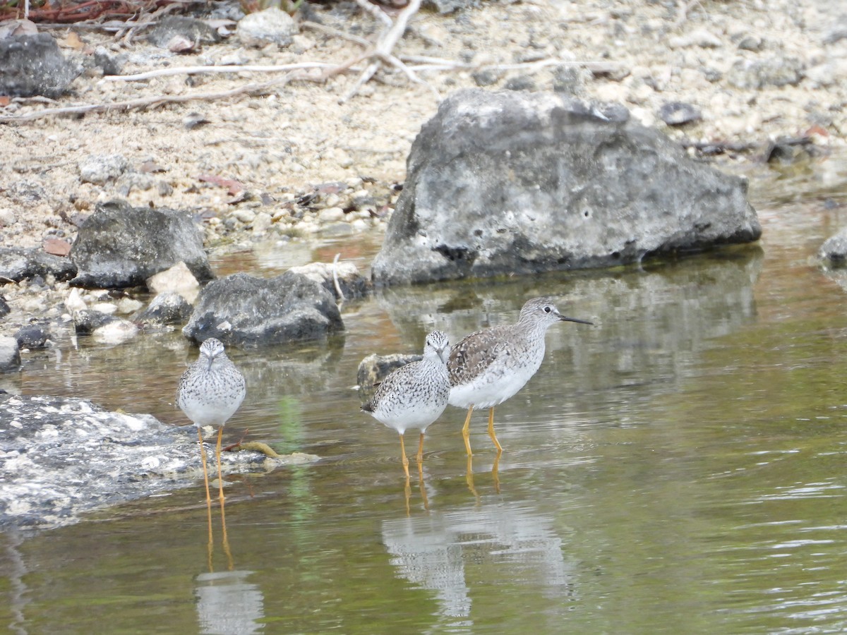 Lesser Yellowlegs - ML617250368