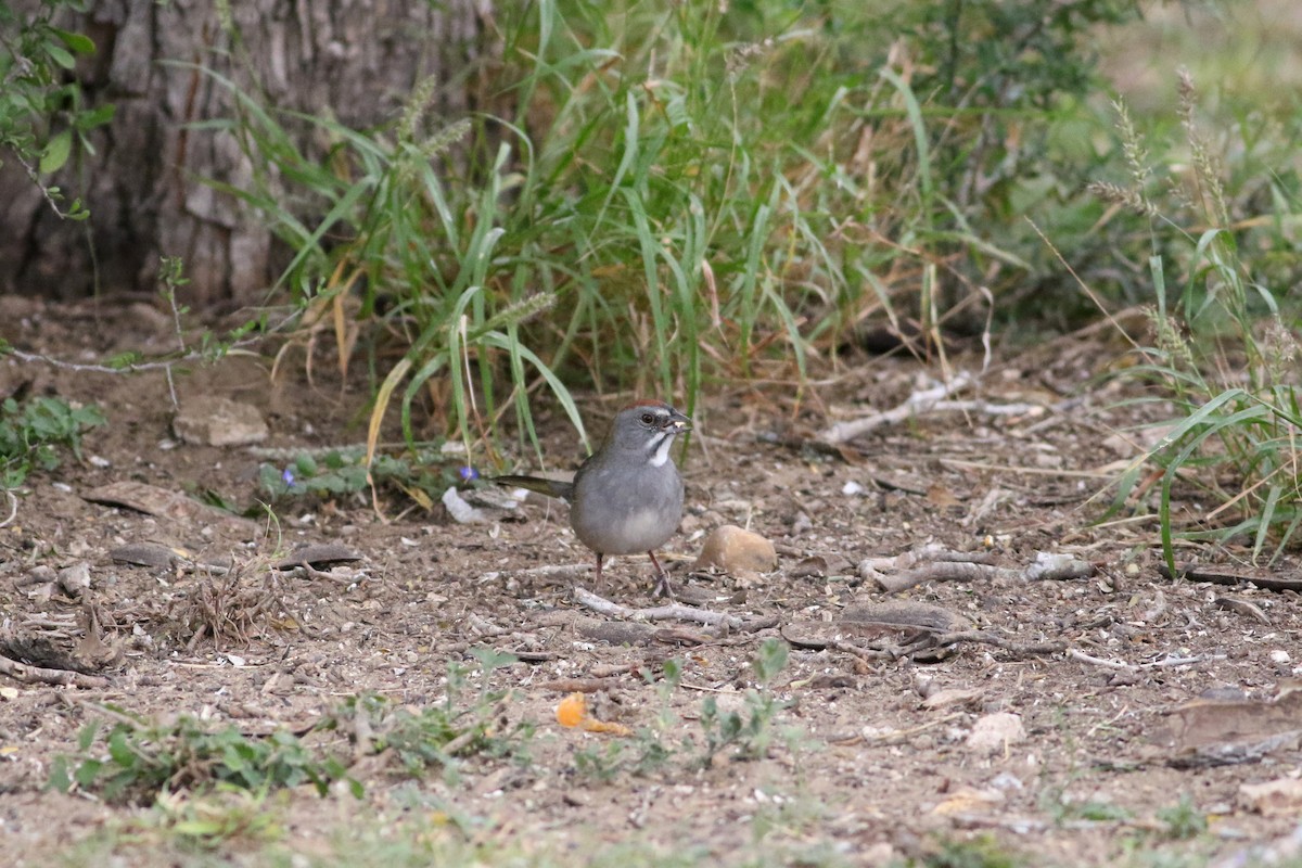 Green-tailed Towhee - ML617250369