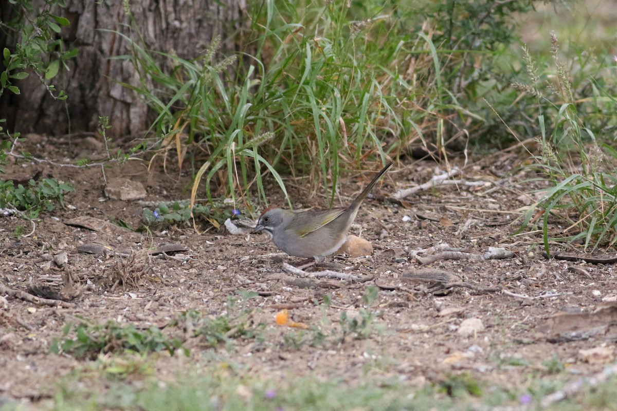 Green-tailed Towhee - ML617250370