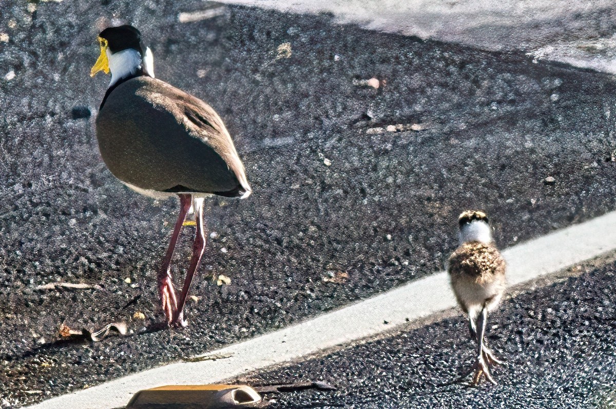 Masked Lapwing (Black-shouldered) - ML617250373