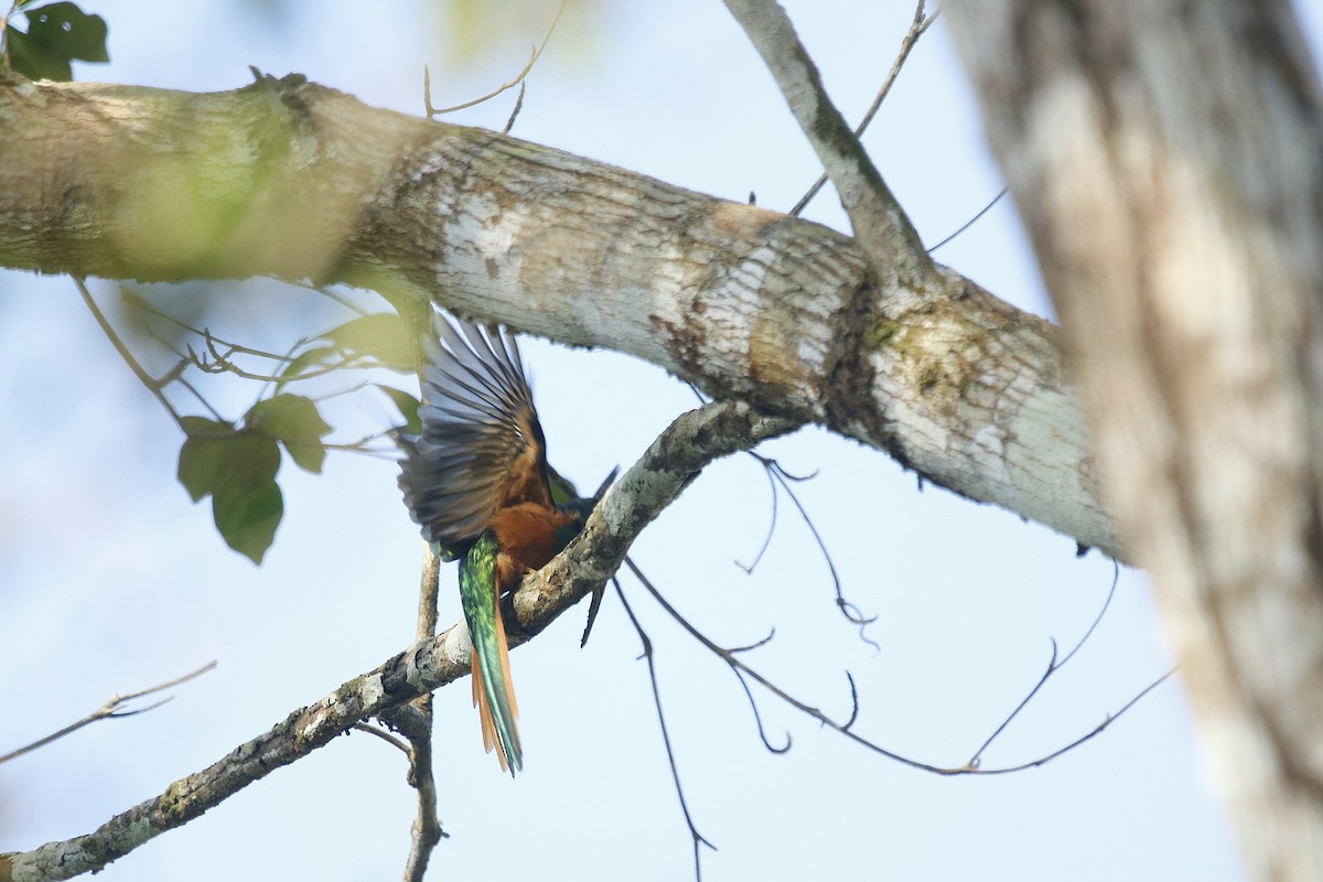 Jacamar à queue rousse - ML617250417