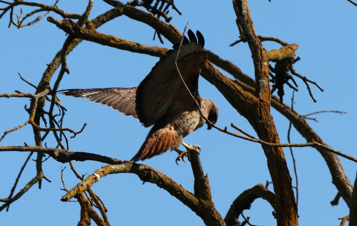 Red-tailed Hawk - ML617250443