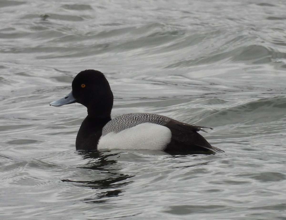 Greater Scaup - ML617250452
