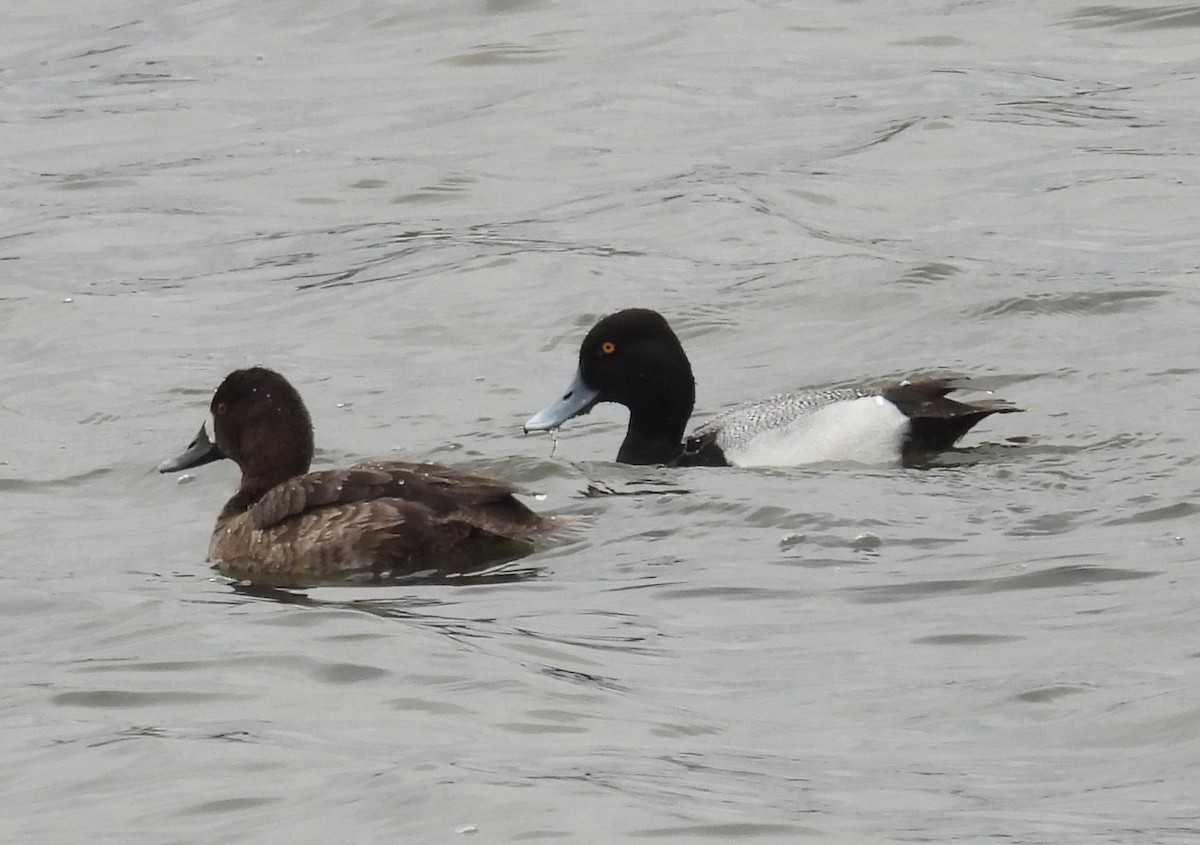 Greater Scaup - ML617250458