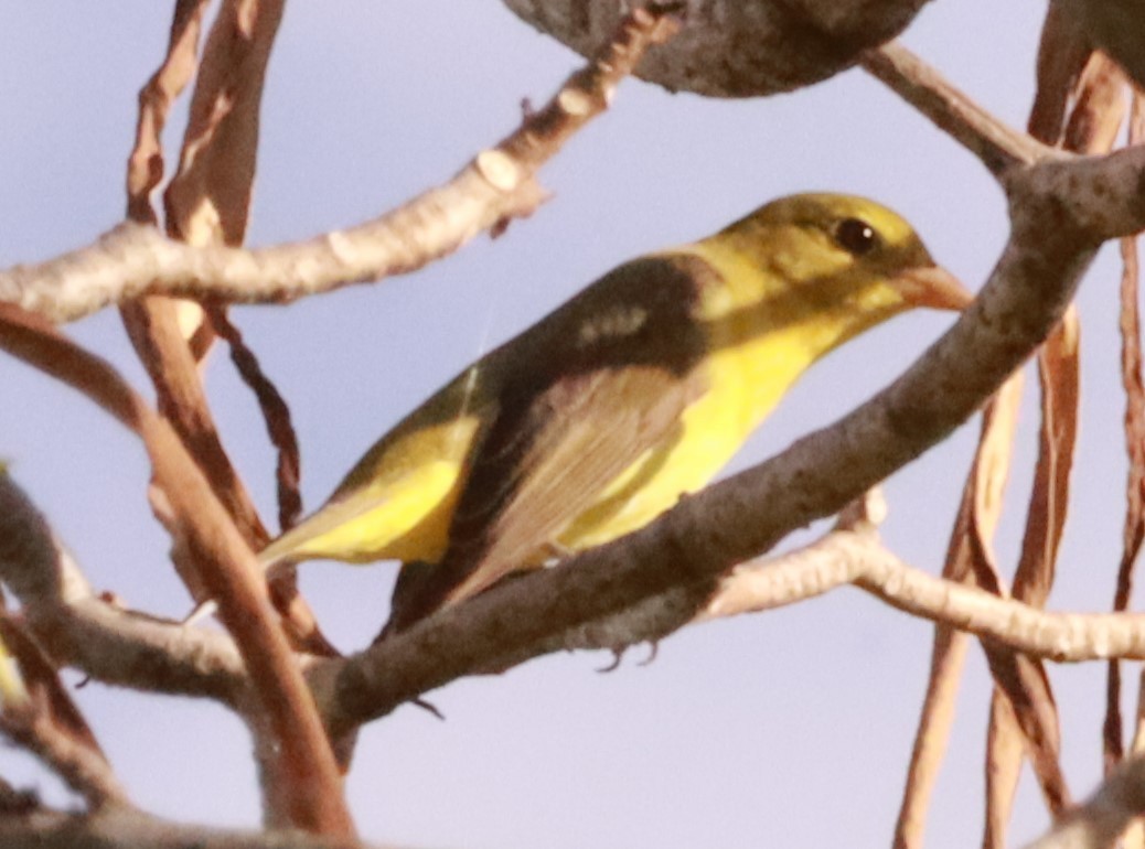 Scarlet Tanager - Víctor Blanco Méndez