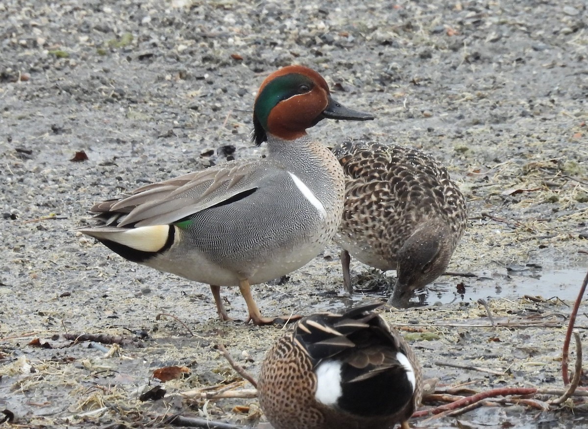 Green-winged Teal - ML617250516