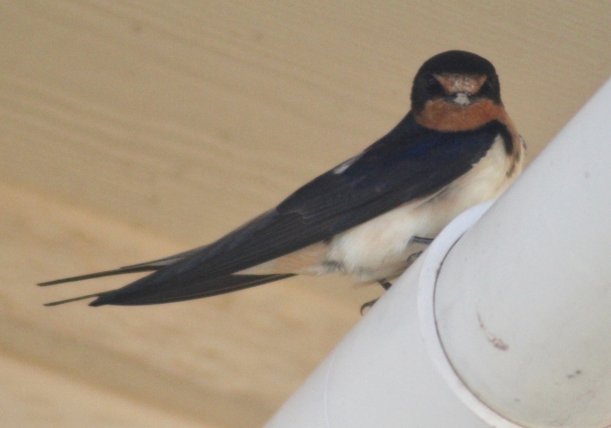 Barn Swallow - ML617250545