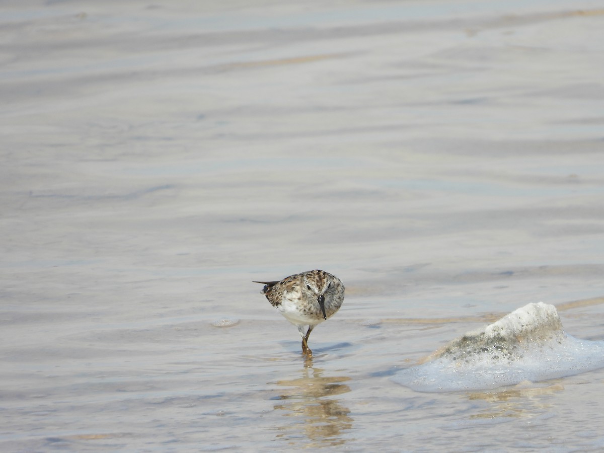 Least Sandpiper - ML617250572