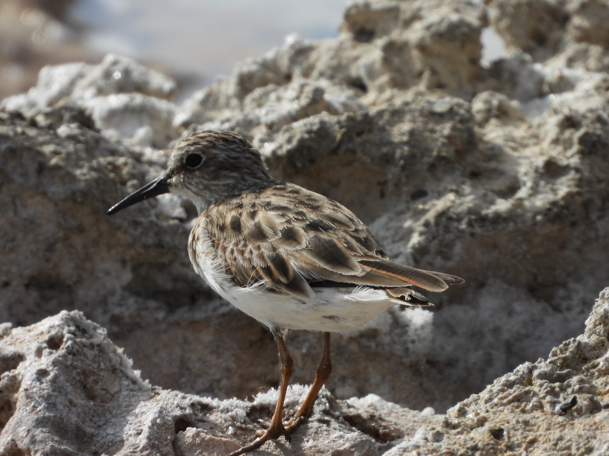 Least Sandpiper - ML617250575