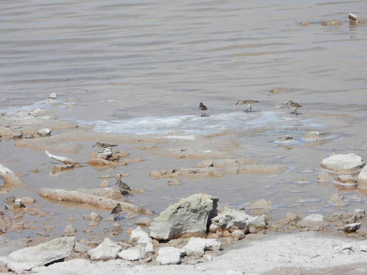 Correlimos Menudillo - ML617250579