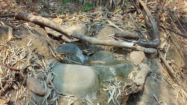 kvakoš indomalajský - ML617250580