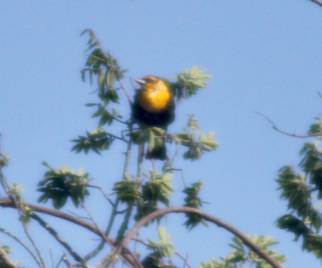 Yellow-headed Blackbird - ML617250656