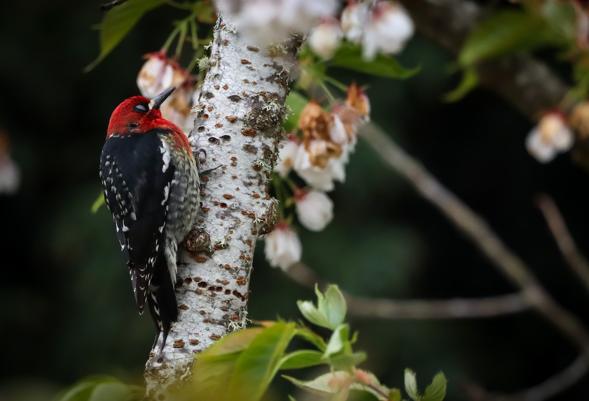 Red-breasted Sapsucker - ML617250658