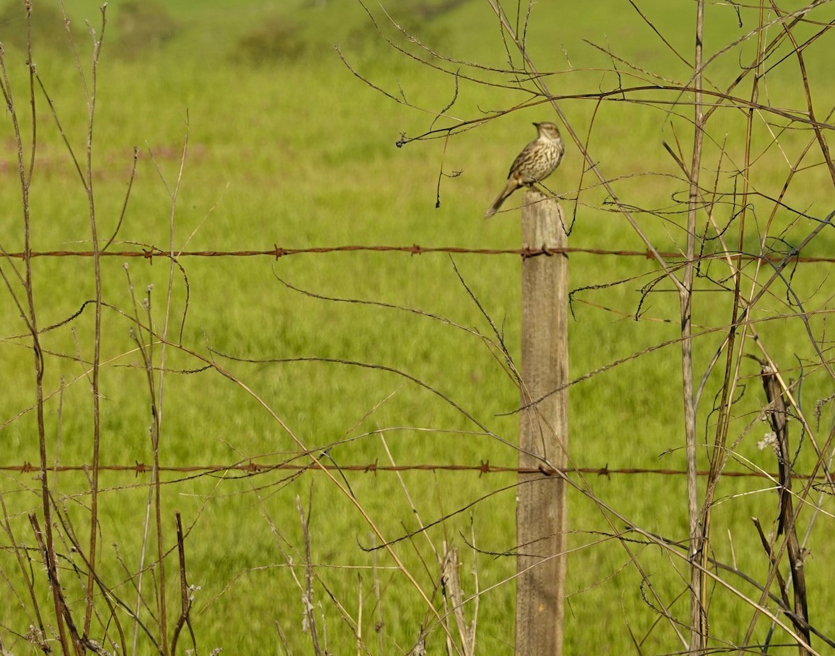 Sage Thrasher - ML617250660