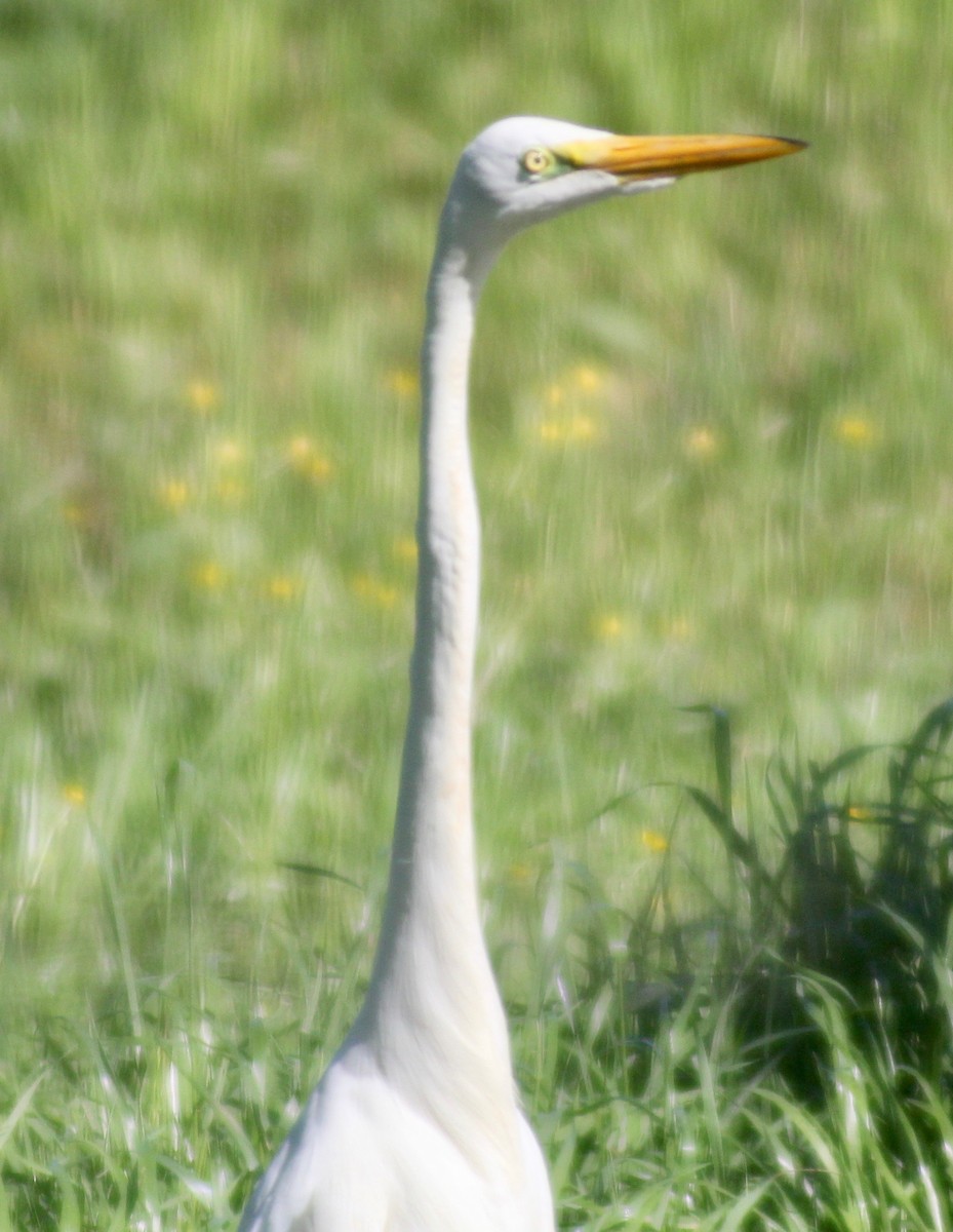 Great Egret - ML617250662