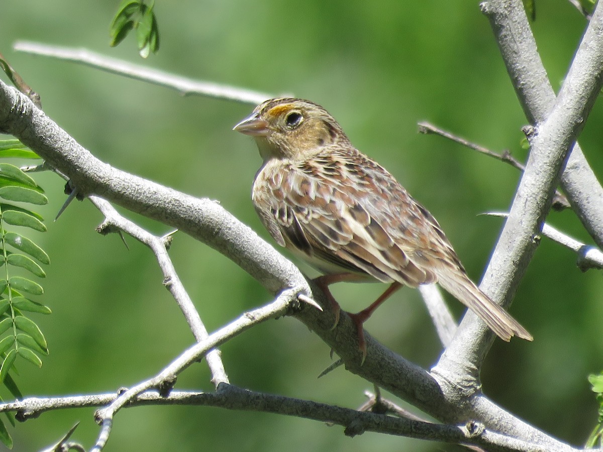 Grasshopper Sparrow - ML617250673