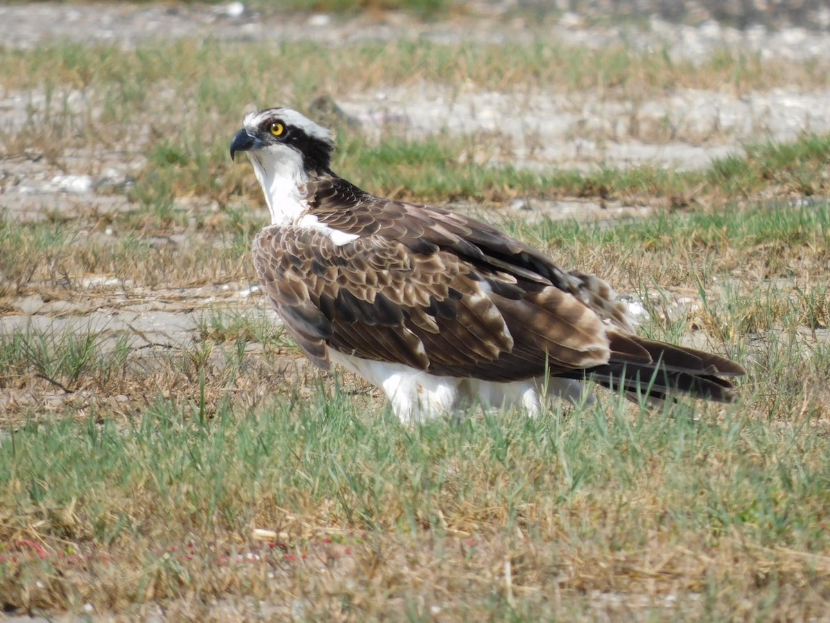 Águila Pescadora - ML617250704