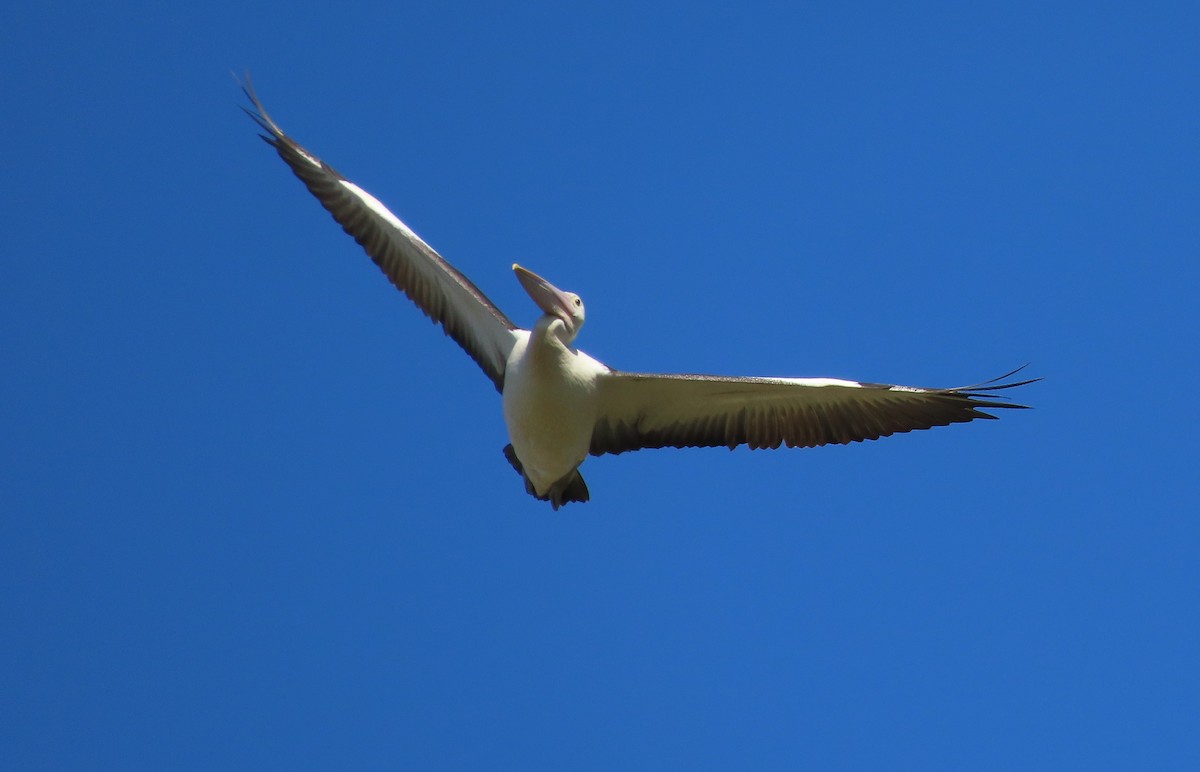 Австралийский пеликан - ML617250716