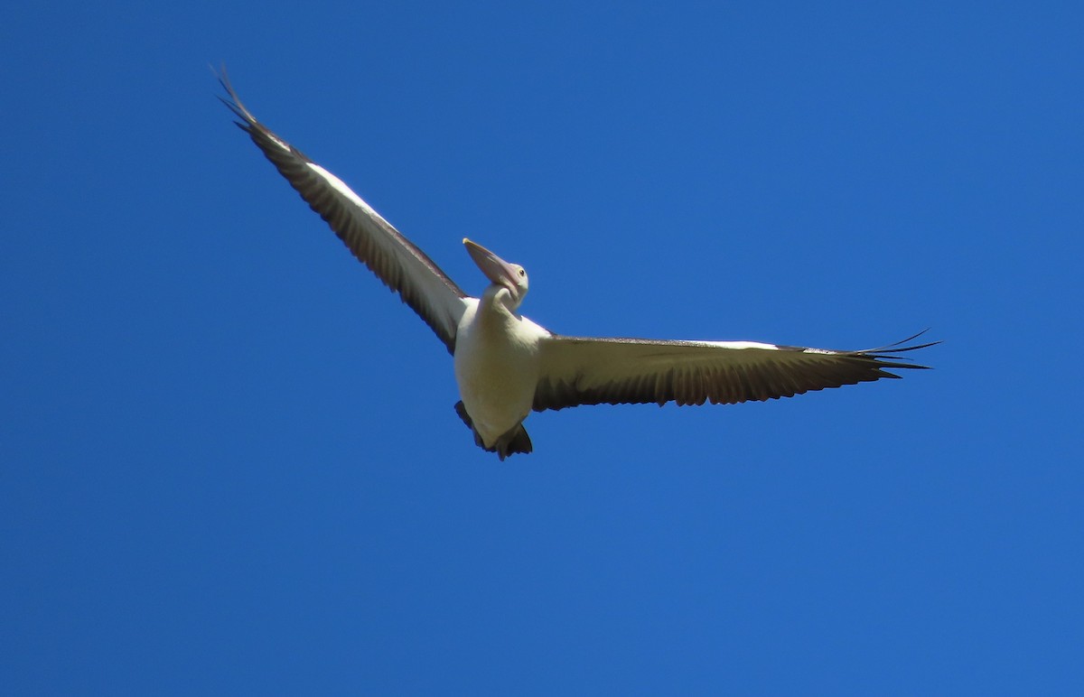 Australian Pelican - ML617250716