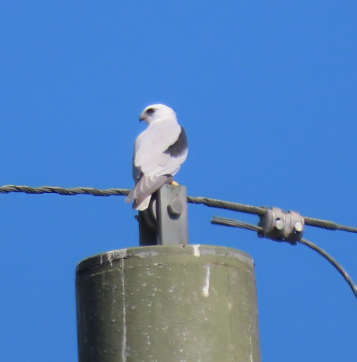 Black-shouldered Kite - Sandra Henderson