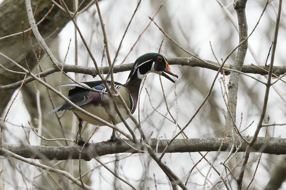 Wood Duck - Michel Letendre