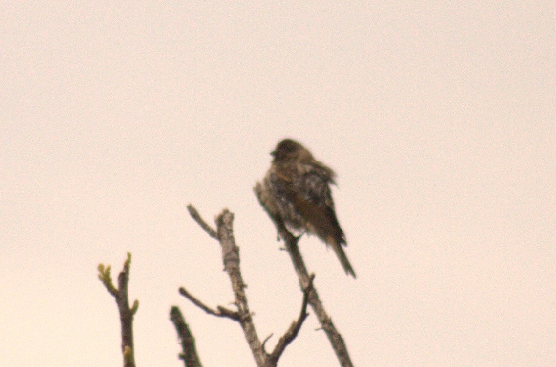 Fire-fronted Serin - ML617250777