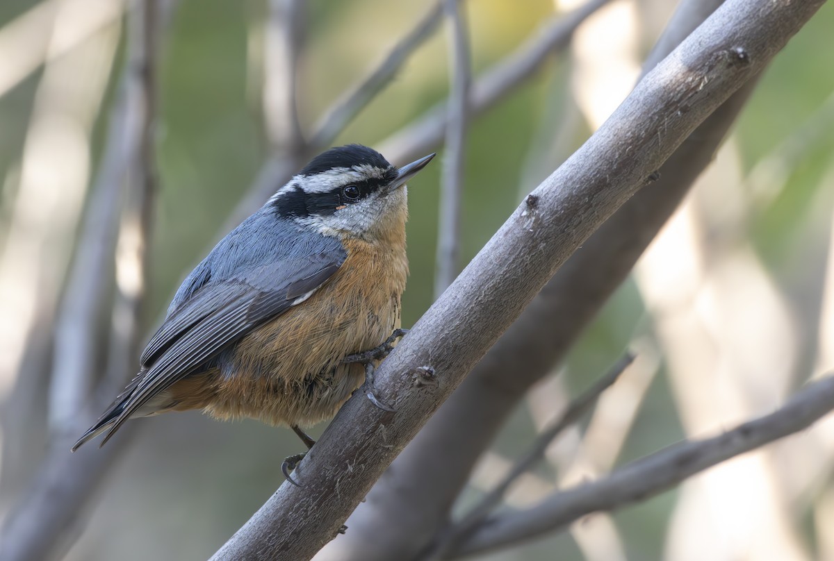 Red-breasted Nuthatch - ML617250783