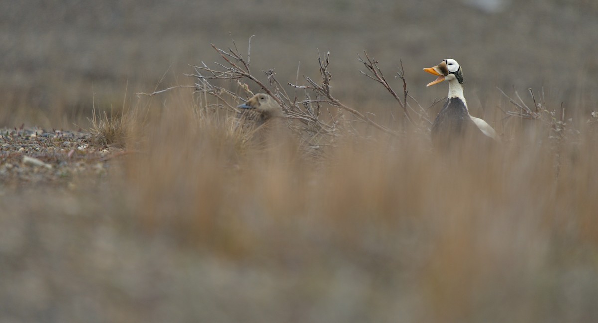 Spectacled Eider - ML617250810