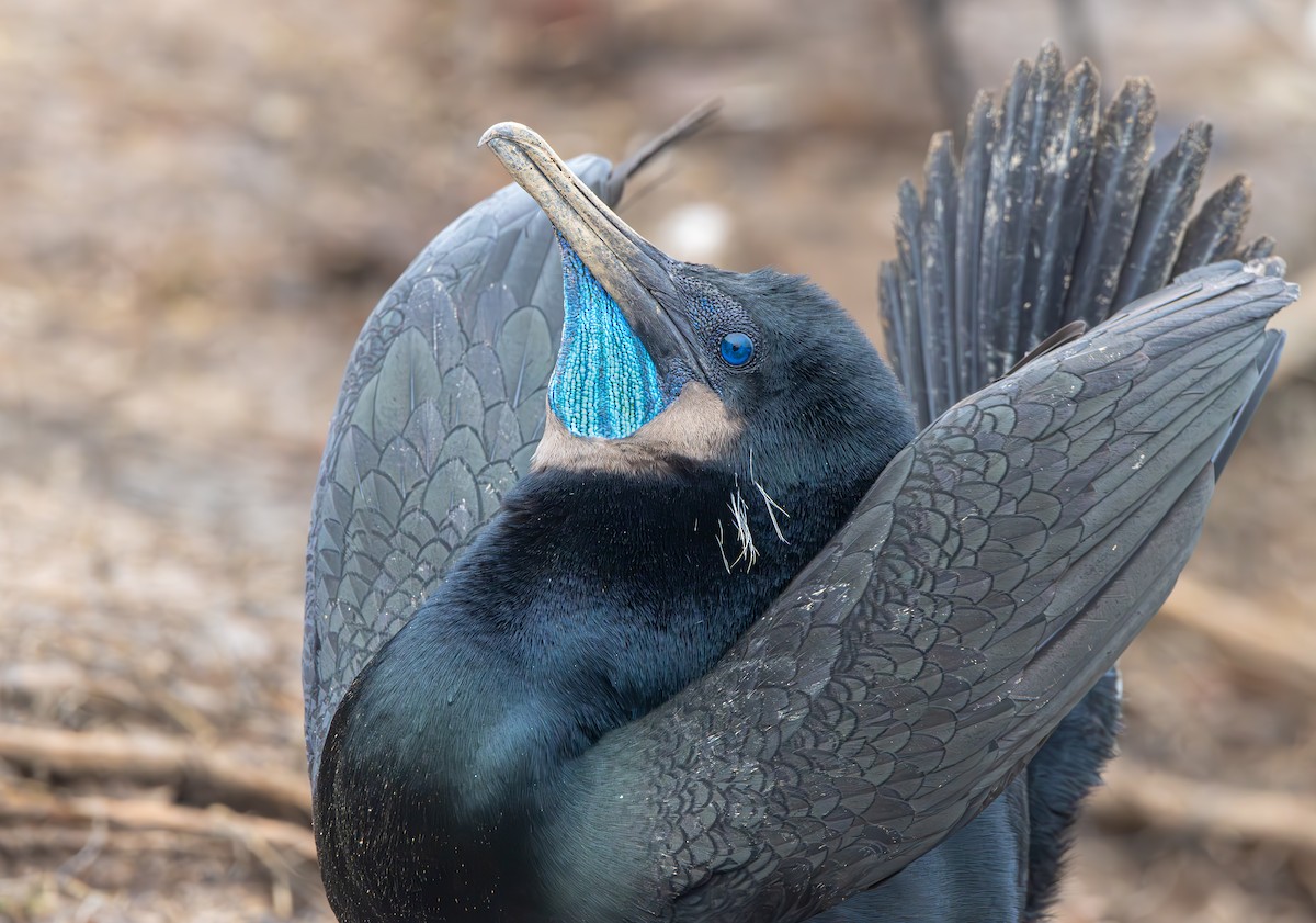 Brandt's Cormorant - ML617250825